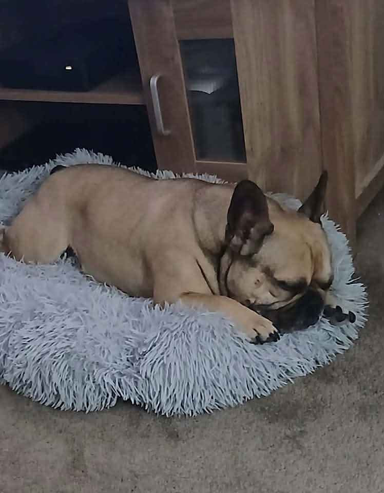 Paulie dog available for adoption