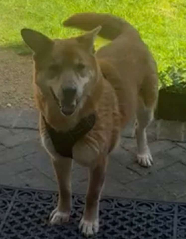 Paulie dog available for adoption