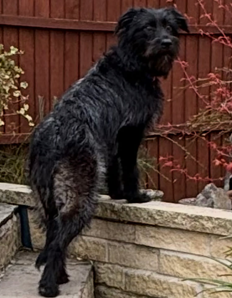 Paulie dog available for adoption