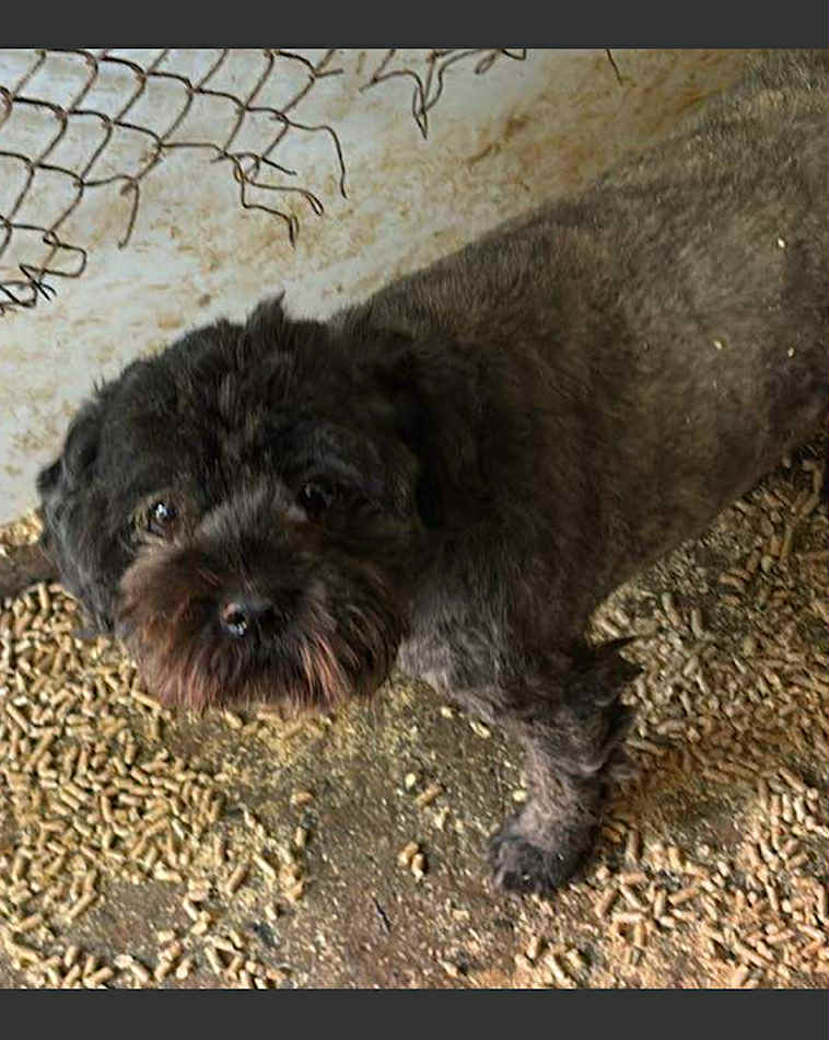 Paulie dog available for adoption