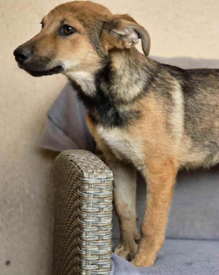 Paulie dog available for adoption