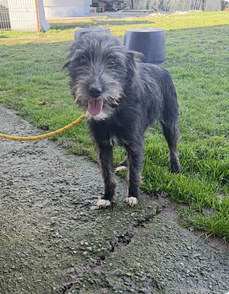 Paulie dog available for adoption