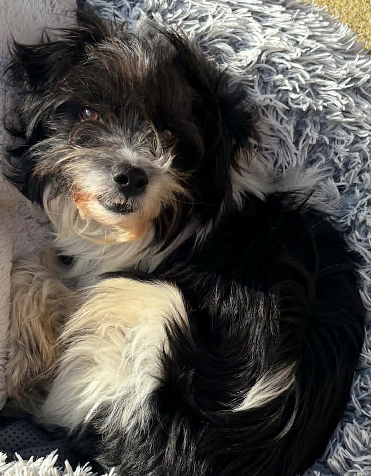 Paulie dog available for adoption