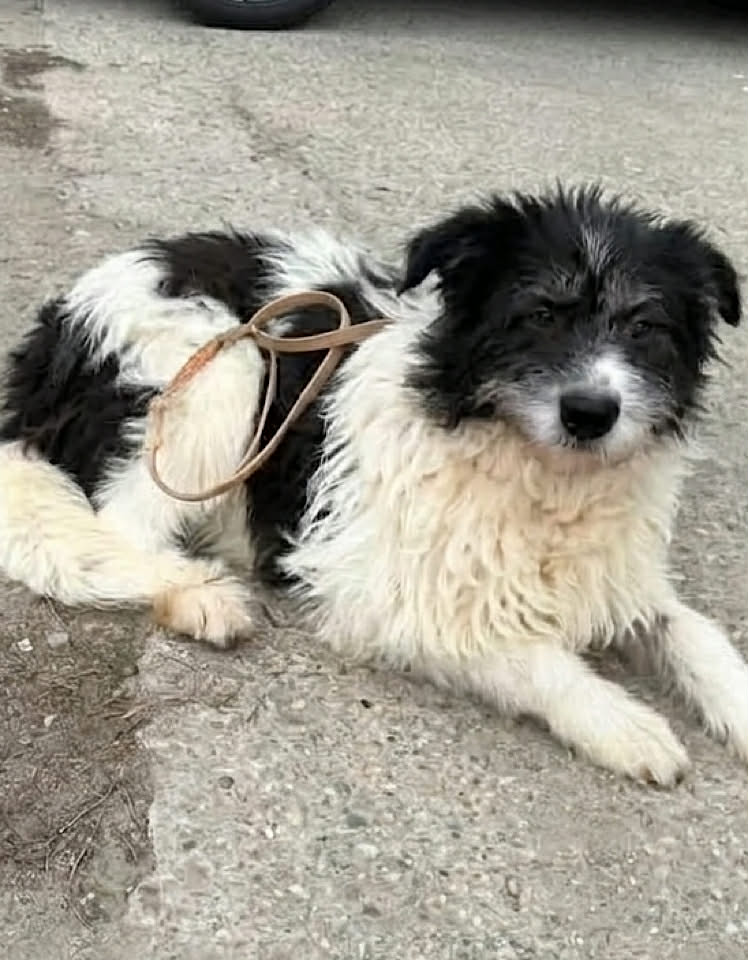 Paulie dog available for adoption