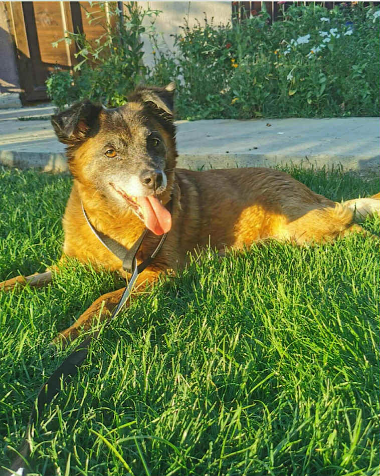 Paulie dog available for adoption
