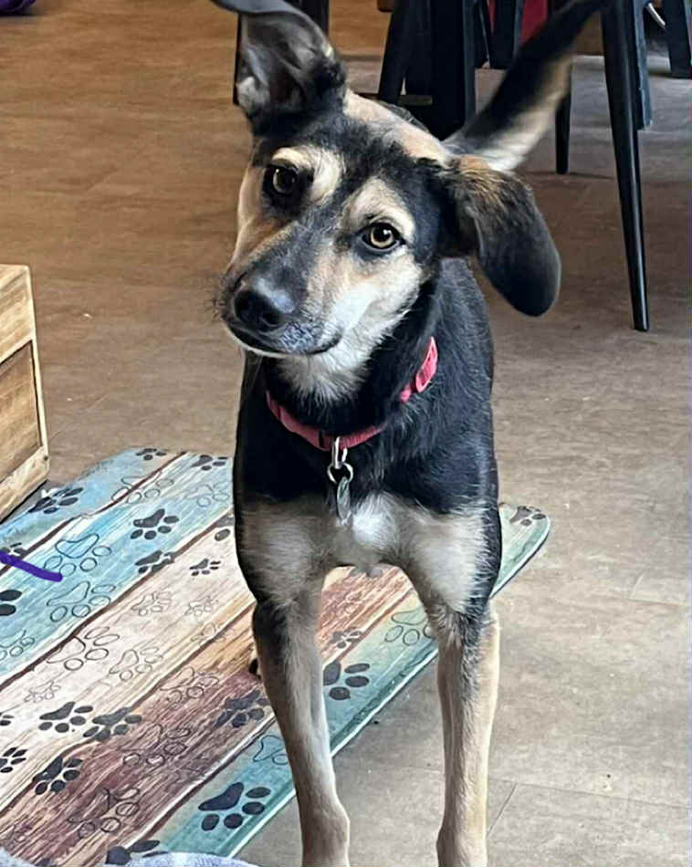 Winnie dog available for adoption