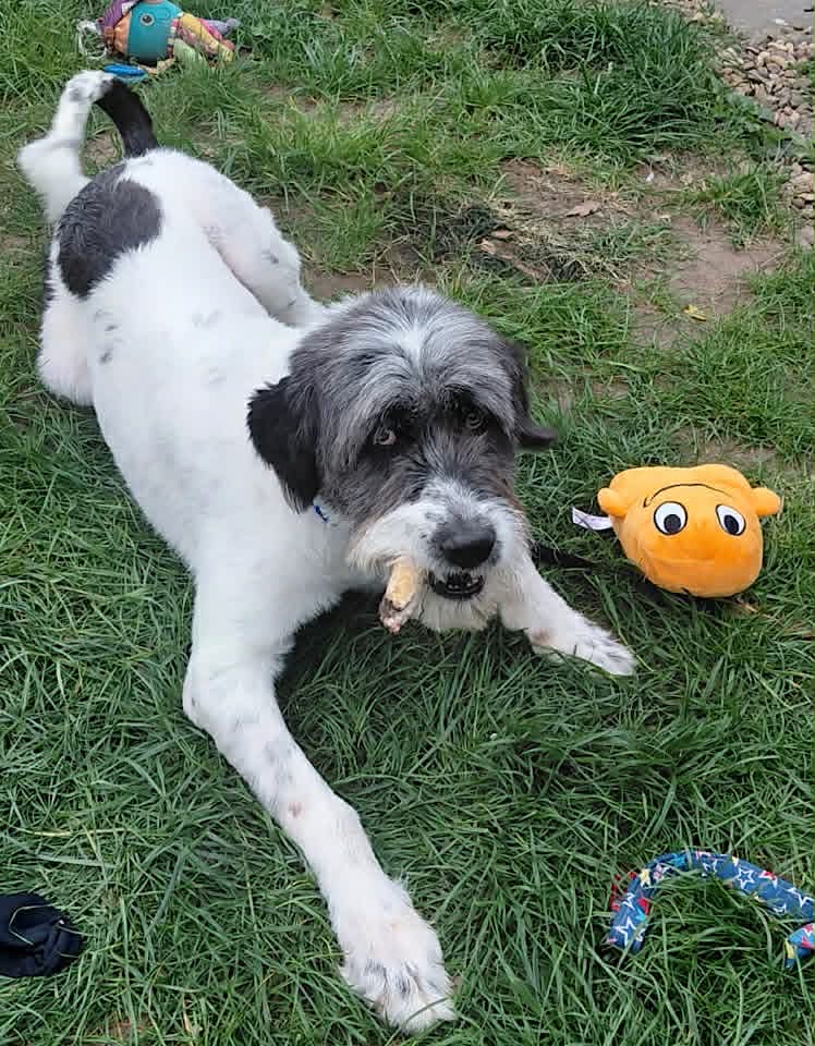 Paulie dog available for adoption