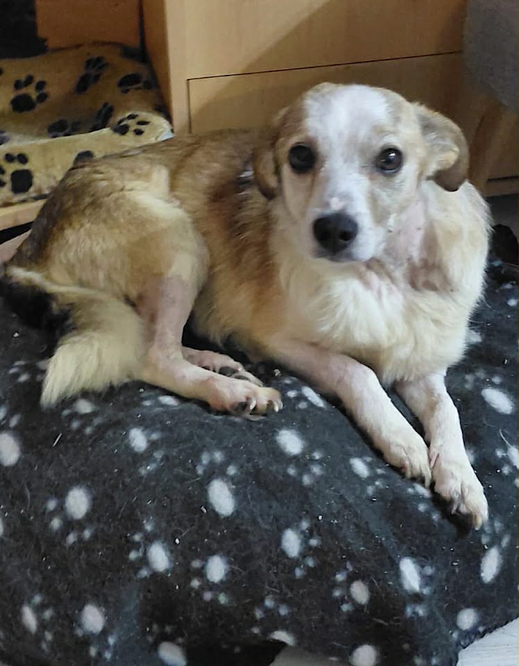 Paulie dog available for adoption