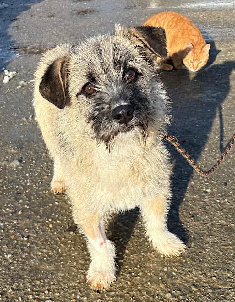 Paulie dog available for adoption