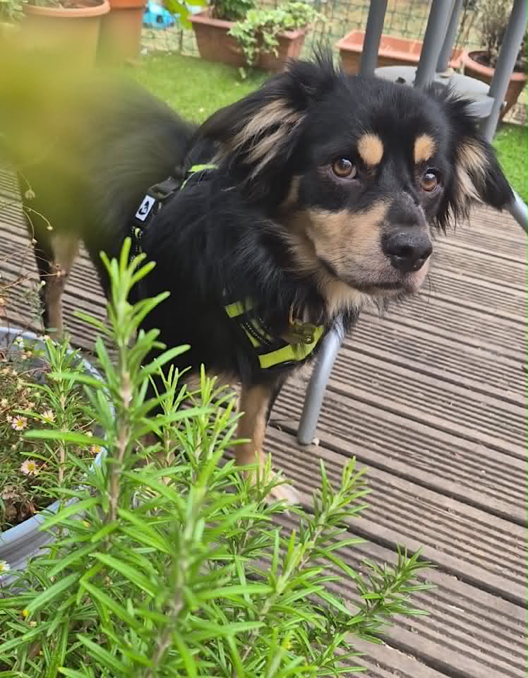 Small black-and-tan dog standing on green grass, looking towards the camera with its mouth open. 