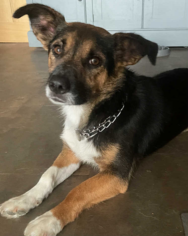 Winnie dog available for adoption