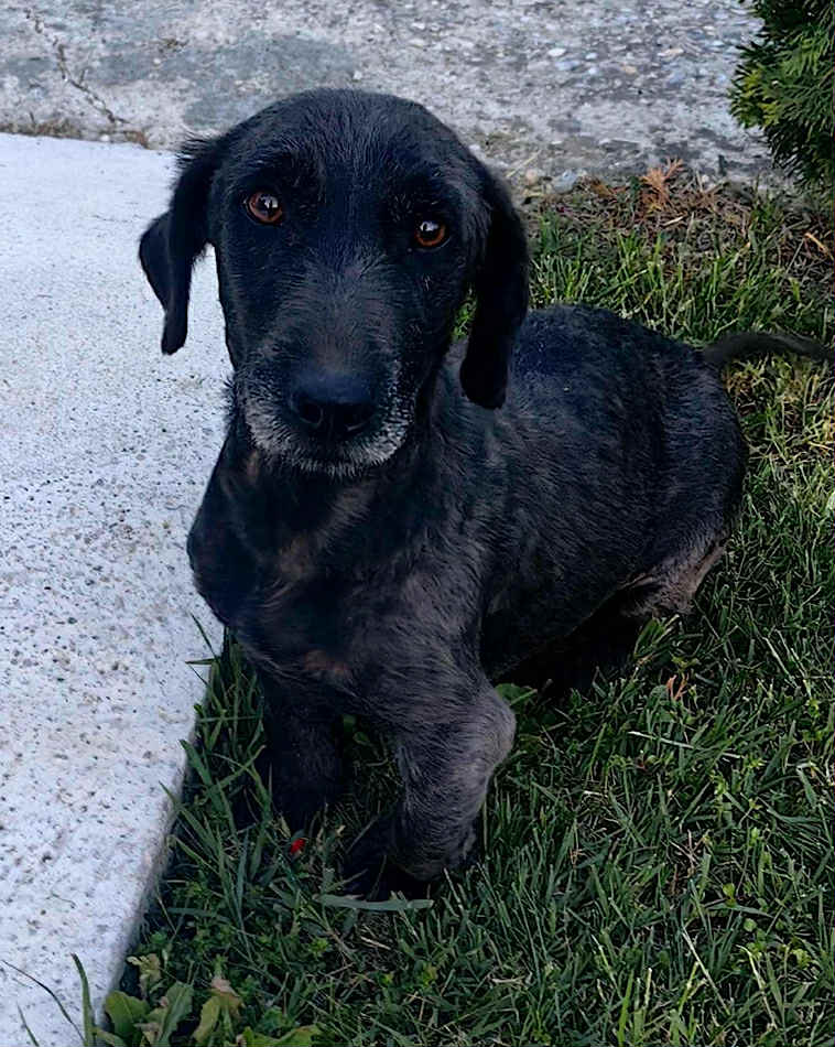 9bb57a3e-0750-4faf-ac9f-93db47c9c3e8 Winnie dog available for adoption
