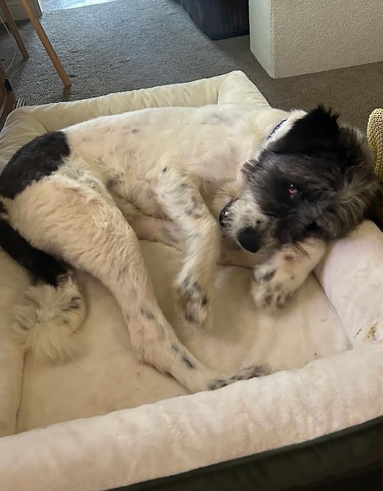 Paulie dog available for adoption