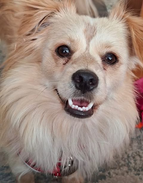 A small dog with light tan and cream fur wears a red harness and looks toward the camera with its mouth slightly open indoors.