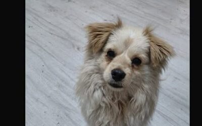 Albie: In UK 9/6