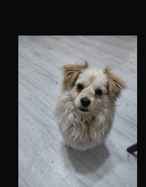 Albie: In UK 9/6