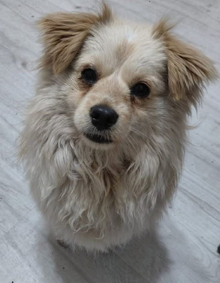 Small fluffy cream‑coloured dog sitting on a light wooden floor, looking up with an attentive expression.