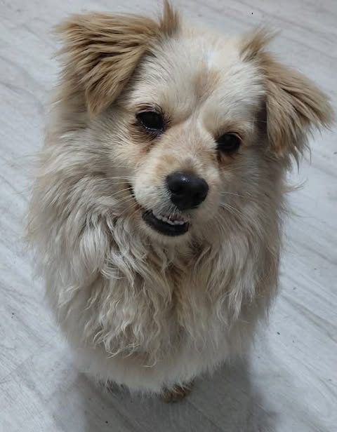 Small fluffy cream‑coloured dog with darker fur around the eyes and ears standing on a light wooden floor, looking up with its mouth slightly open.