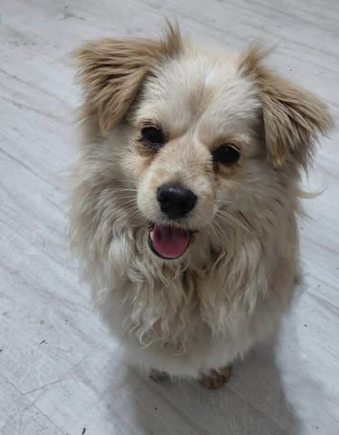 Small fluffy cream‑coloured dog standing on a light wooden floor with its mouth open and tongue visible, looking up toward the camera.