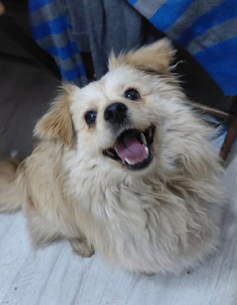 Small fluffy beige dog standing on a light floor with its mouth open and tongue visible, looking up toward the camera beside furniture covered in blue‑and‑grey striped fabric.