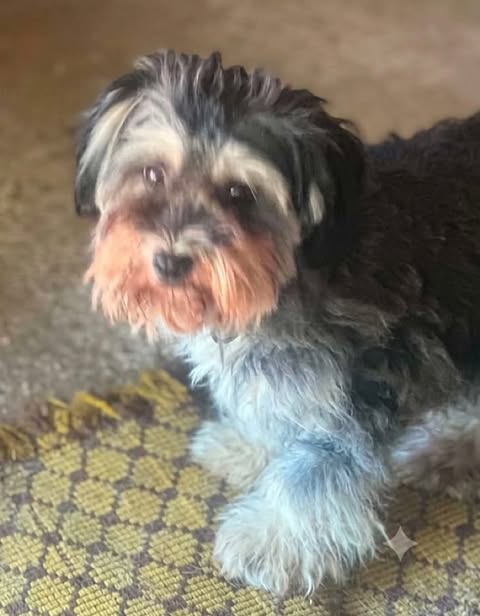 A small, fluffy dog with a grey coat and darker fur along its back stands on a yellow‑and‑brown patterned rug. The dog’s face has mixed grey and reddish‑brown fur around the muzzle, and it looks toward the camera in an indoor setting.