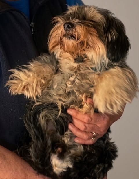 A small, fluffy dog with long wavy black, brown, and cream fur is being held by a person wearing a navy jacket. The dog looks relaxed, with its front paws slightly raised and its head tilted upward.