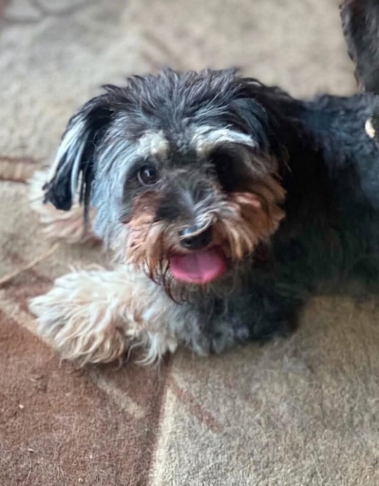 A small dog with a fluffy, curly coat—dark grey on the body and lighter tan and cream fur on the face, chest, and legs—lies on a textured rug. The dog’s mouth is open with its tongue visible, and its eyes peek through the fur as it rests comfortably.
