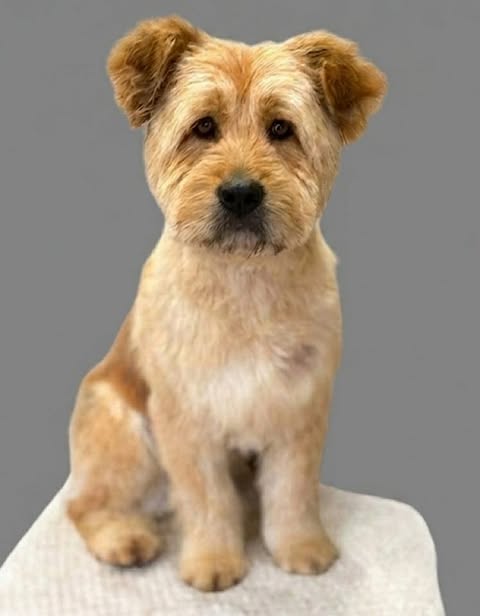 A small light‑brown dog with slightly floppy ears sits on a light surface against a plain grey background.