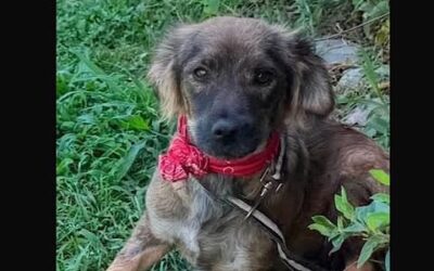 Aspen:Reserved