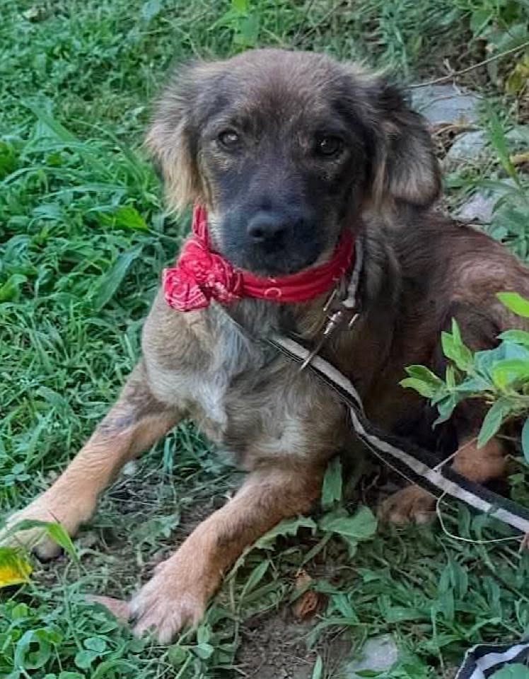 A medium‑sized brown dog wearing a red bandana lies on grass and dirt, surrounded by green vegetation. The dog looks relaxed, with darker shading on its face and ears and a leash attached to its collar.