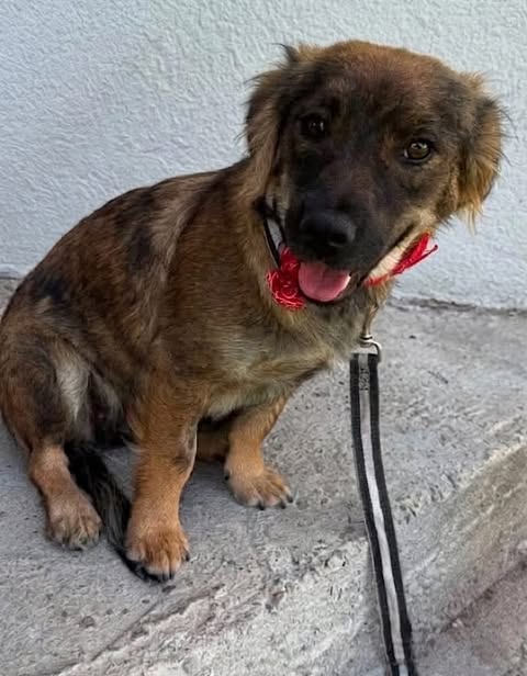 A small dog with a brown‑and‑black brindle coat sits on a concrete surface near a light wall. The dog wears a red collar with a decorative bow, and a black‑and‑white leash rests on the ground. Its mouth is slightly open, showing its tongue.