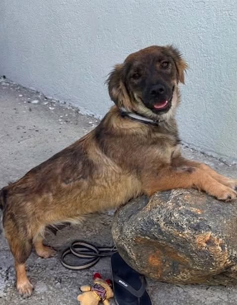 A medium‑sized dog with brown and black fur stands on a rough concrete surface with its front paws resting on a large rock. A black sandal, a coiled leash, and a small plush toy lie on the ground nearby, against a light grey wall.