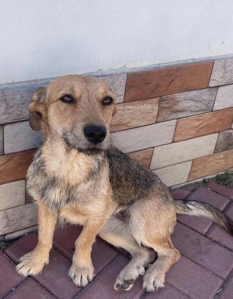 A medium‑sized dog with short tan and grey fur sits on a tiled floor beside a wall of beige and brown rectangular tiles. The dog looks calmly toward the camera.