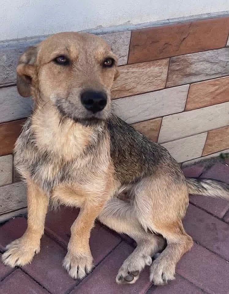 A medium‑sized dog with short tan and grey fur sits on a tiled floor beside a wall of beige and brown rectangular tiles. The dog looks calmly toward the camera.
