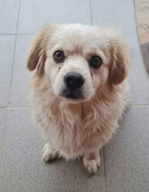 Small light‑coloured dog sitting on a tiled floor, looking directly at the camera with wide eyes and floppy ears.