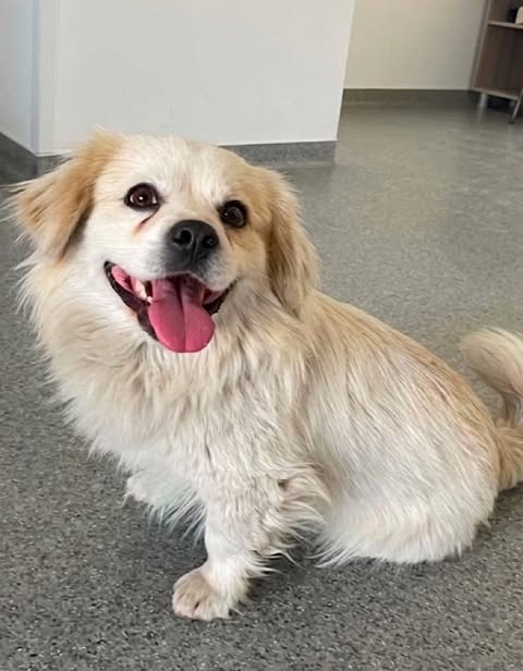 Small cream‑coloured dog sitting on a grey indoor floor, looking up with its mouth open and tongue visible.