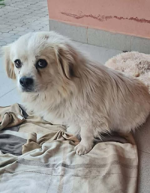 Small light‑coloured dog sitting on a patterned blanket on a tiled floor, looking toward the camera with dark eyes and medium‑length fur.
