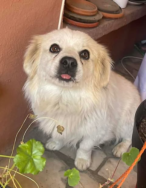 Small fluffy white dog with cream‑tinted ears sitting on a tiled floor beside potted plants, looking toward the camera with its tongue slightly out.
