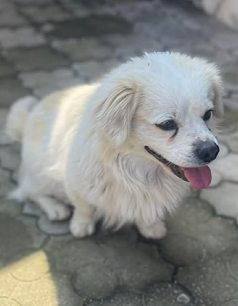 Small white dog with long fluffy fur sitting on an outdoor paved surface, looking toward the camera with its tongue slightly out.