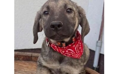 Baxter