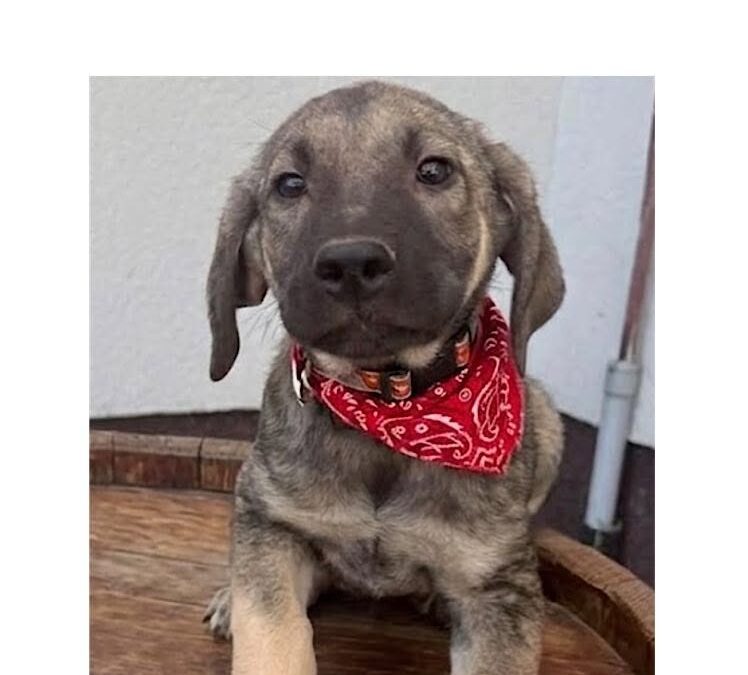 Baxter