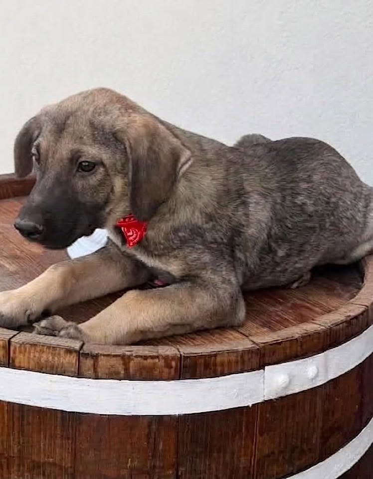 A small light brown and grey dog wearing a red bandana lies relaxed on top of a round wooden barrel against a plain light-coloured wall.