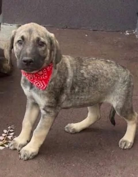 A small light brown and grey puppy wearing a red bandana stands alert on a paved surface near a plain concrete wall.