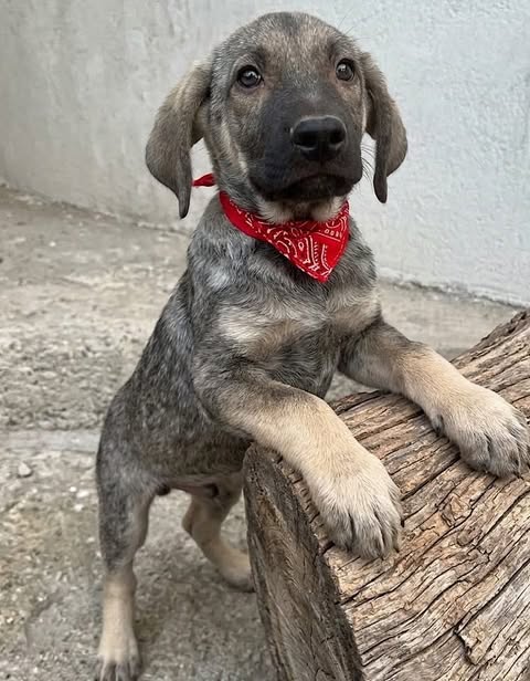 A small grey and brown puppy wearing a red bandana rests its front paws on a piece of weathered wood beside a concrete wall.