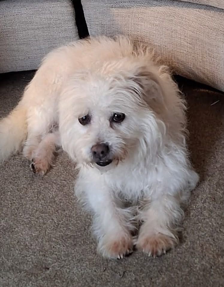 A small, fluffy white dog lies relaxed on a carpeted floor beside a light‑coloured sofa, looking toward the camera with its mouth slightly open and paws stretched forward.