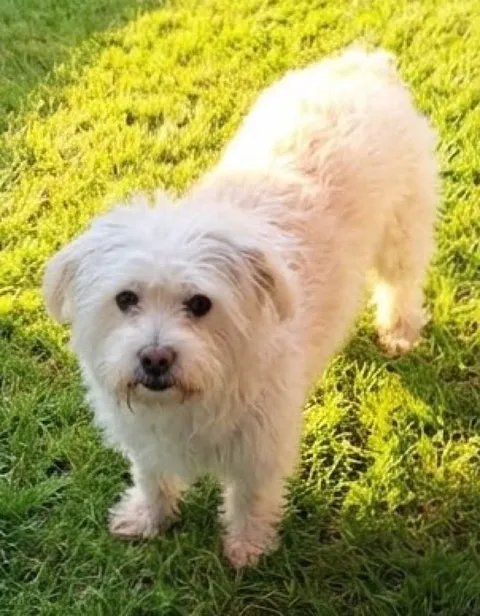 A small fluffy, white-haired dog stands on sunlit grass, looking into the camera.