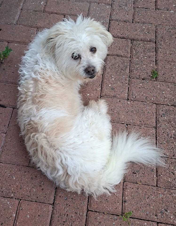 A small white, fluffy haired dog sits on a brick patio in a curled position, looking calmly back towards the camera.