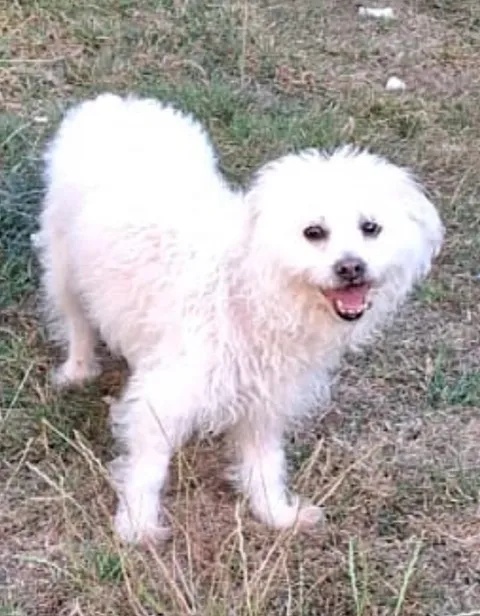 A small white dog with fluffy fur stands on dry grass, looking toward the camera with its mouth open and tongue slightly out, appearing alert and friendly.