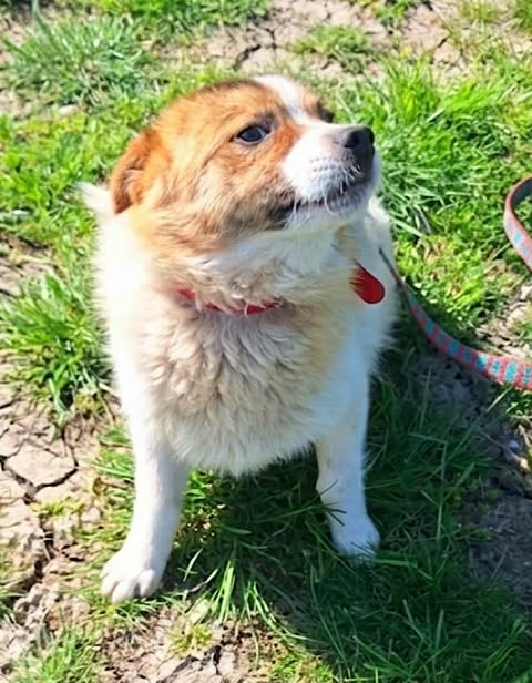 A small cream‑coloured dog with brown markings stands on grass and dirt, wearing a red collar and multicoloured leash, looking slightly upward in bright sunlight.
