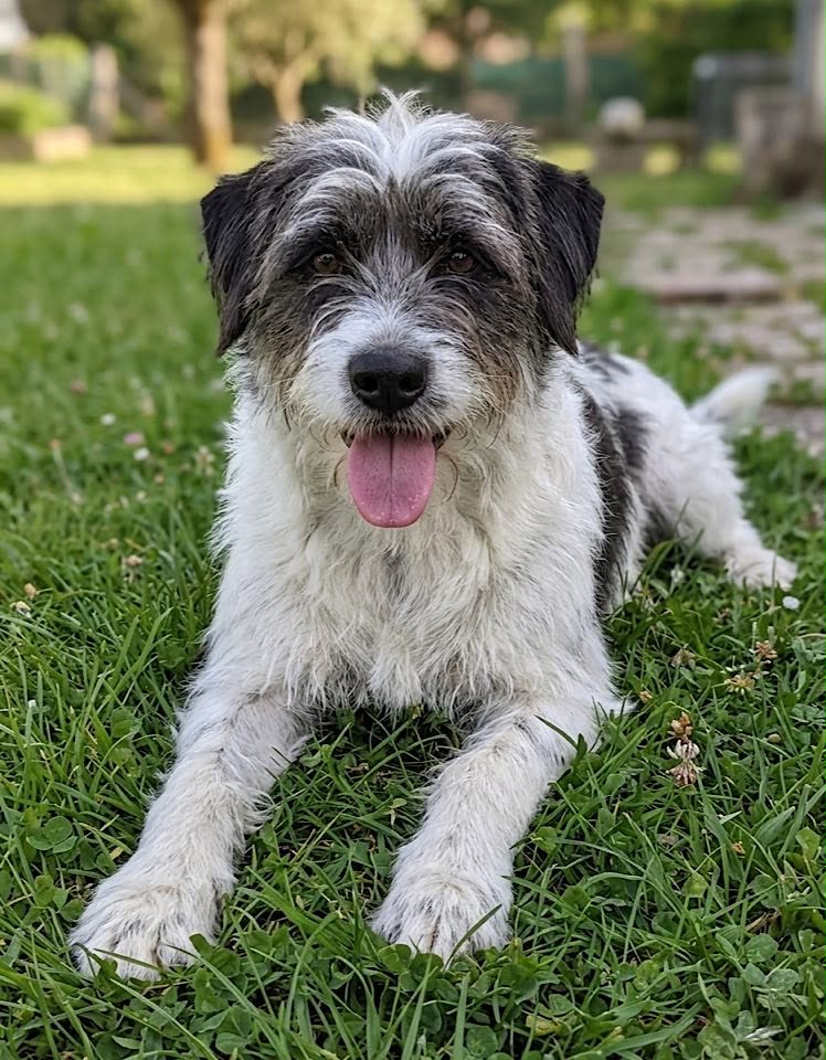 A medium‑sized, shaggy dog with white fur and black‑and‑grey patches lies on green grass, panting with its tongue out. The dog faces the camera in a relaxed pose, with blurred trees and a fence in the background suggesting a garden or park setting.